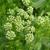 Apium graveolens