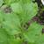 Apium graveolens