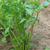 Apium graveolens