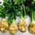 Apium graveolens