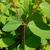 Leaves and stem