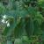 Branch