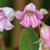 Close up of flower