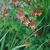 Aquilegia canadensis