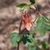 Flower & Buds - April - Wake Co., NC