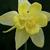 Aquilegia chrysantha