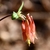 red and yellow spurred flowers