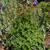 Aquilegia canadensis