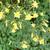 Flowers and leaves