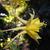 Side view of flower