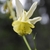Yellow flower