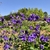 purple spur like flowers