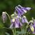 Lavender flowers