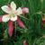 Bi-colored flower