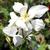 White flower of  'McKana hybrid'