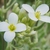 flower and leaves