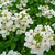 flower and leaves