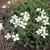 Arabis caucasica