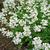 Arabis caucasica