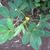 Arachis hypogaea