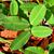 Arachis hypogaea