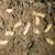 Arachis hypogaea