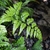Arachniodes aristata (prickly shield fern)