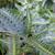 Arachniodes simplicior 'Variegata'