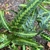 Arachniodes simplicior (east India holly fern)