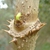 Aralia spinosa - axil prickles