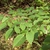 Aralia spinosa - compound leaf