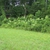 Aralia spinosa habit with flowers