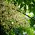 Aralia Elata