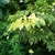 Hanging branches with arrowhead shaped variegated foliage