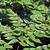 Aralia elata
