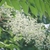 Panicles of white flowers