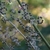 Cluster of small round purple drupes