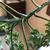 Leaf arrangement and stem