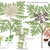 Color illustrations of the technical details of this species.