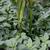 Amaranthus retroflexus
