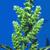 Amaranthus rettoflexus