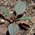 Aramanthus retroflexus