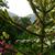 Araucaria araucana