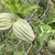 Form
