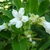 Form