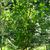 Form