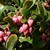 Arctostaphylos uva-ursi