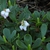 Arctostaphylos uva-ursi