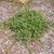 Arctostaphylos uva-ursi