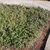 Arctostaphylos uva-ursi